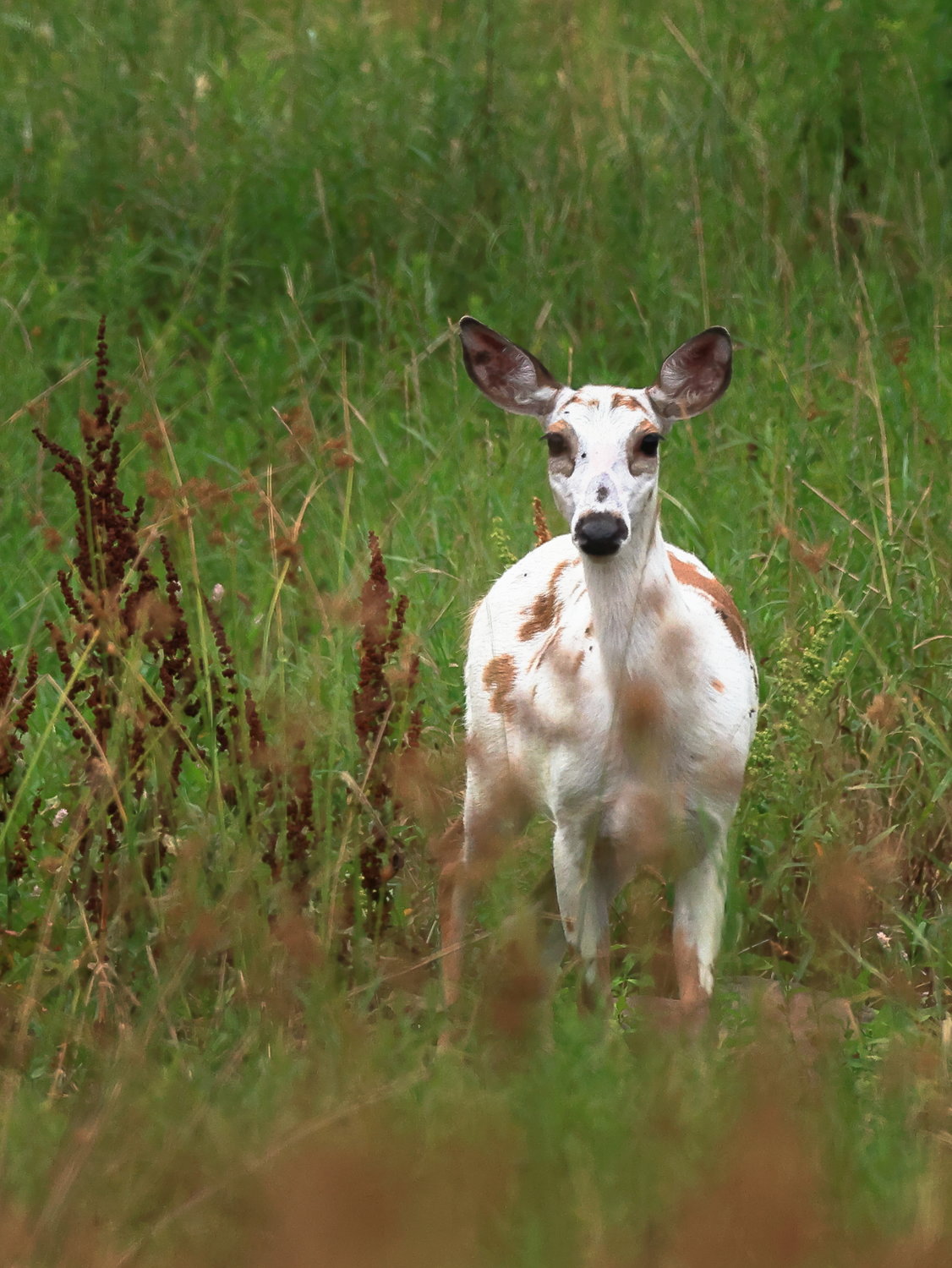 This leucistic whitetail doe was recently seen in the Damascus Township, PA area. Check out those “raccoon” eyes.